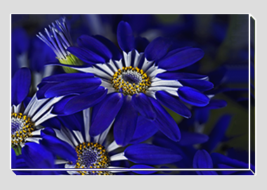 canvas print - (Blue Spoon HV) - 8"x12"