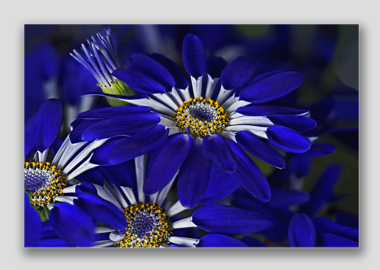 canvas print - (Blue Spoon HV) - 8"x12"