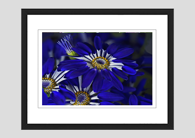 framed print - (Blue Spoon HV) - 8"x10"