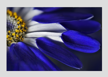 matted print - (Blue Spoon HBV) - 11"x14"