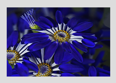 matted print - (Blue Spoon HV) - 11"x14"