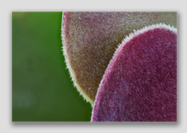 canvas print - (Blushing Beauty Succulent HBV) - 12"x18"