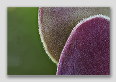 canvas print - (Blushing Beauty Succulent HBV) - 8"x12"