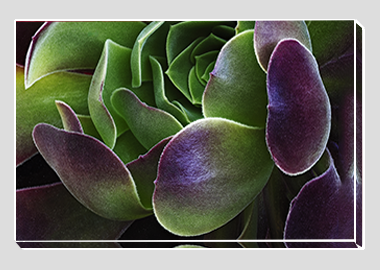 canvas print - (Blushing Beauty Succulent HV) - 8"x12"