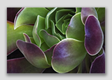 canvas print - (Blushing Beauty Succulent HV) - 12"x18"