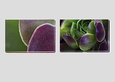 Both canvas prints - (Blushing Beauty Succulent) - 8"x12" each