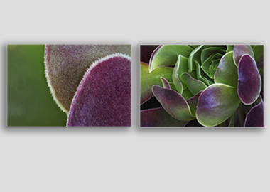 Both canvas prints - (Blushing Beauty Succulent) - 12"x18" each