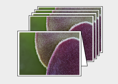 Package of 5 greeting cards - (Blushing Beauty Succulent HBV) – 4.5″x6.25″