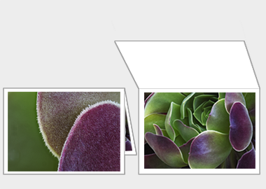 Fine art greeting card - (Blushing Beauty Succulent) – 4.5″x6.25″