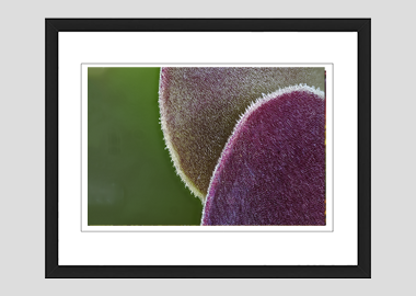 framed print - (Blushing Beauty Succulent HBV) - 8"x10"