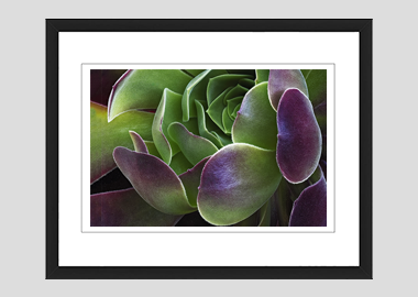 framed print - (Blushing Beauty Succulent HV) - 8"x10"