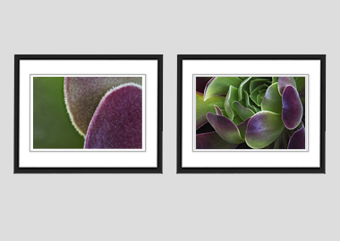 Both framed prints - (Blushing Beauty Succulent) - 8"x10" each