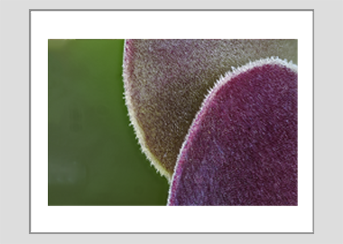 matted print - (Blushing Beauty Succulent HBV) - 11"x14"