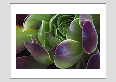 matted print - (Blushing Beauty Succulent HV) - 11"x14"