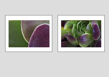 Both matted prints - (Blushing Beauty Succulent) - 11"x14" each