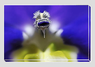 canvas print - (Bottle Rocket Blue HBV) - 8"x12"