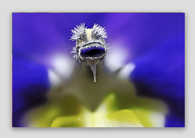 canvas print - (Bottle Rocket Blue HBV) - 8"x12"