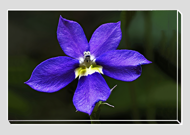 canvas print - (Bottle Rocket Blue HV) - 8"x12"