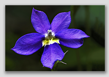 canvas print - (Bottle Rocket Blue HV) - 8"x12"