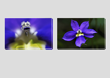 Both canvas prints - (Bottle Rocket Blue) - 8"x12" each