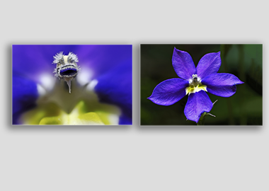 Both canvas prints - (Bottle Rocket Blue) - 12"x18" each