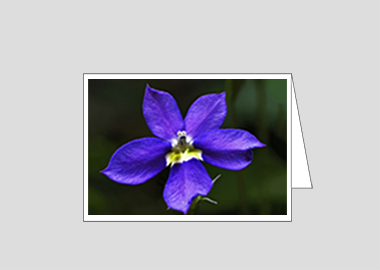 Fine art greeting card - (Bottle Rocket Blue HV) – 4.5″x6.25″