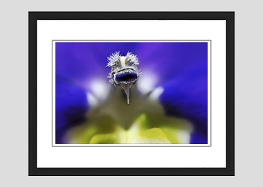 framed print - (Bottle Rocket Blue HBV) - 8"x10"