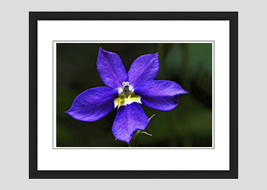 framed print - (Bottle Rocket Blue HV) - 8"x10"