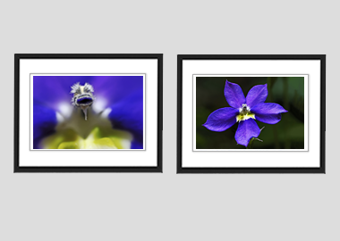 Both framed prints - (Bottle Rocket Blue) - 8"x10" each