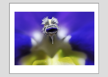 matted print - (Bottle Rocket Blue HBV) - 11"x14"