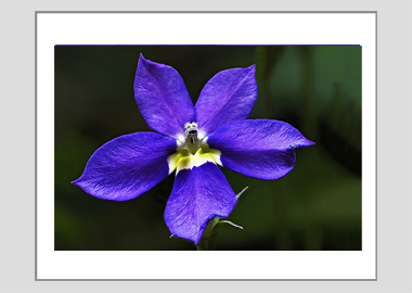 matted print - (Bottle Rocket Blue HV) - 11"x14"