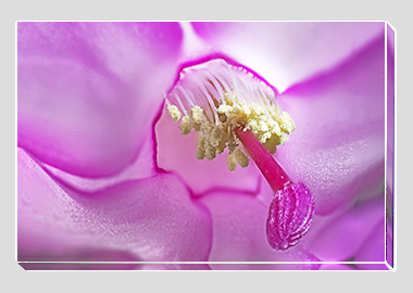 canvas print - (Christmas Cactus 2 HBV) - 8"x12"