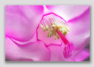 canvas print - (Christmas Cactus 2 HBV) - 12"x18"