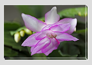 canvas print - (Christmas Cactus 2 HV) - 8"x12"