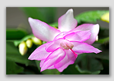 canvas print - (Christmas Cactus 2 HV) - 12"x18"