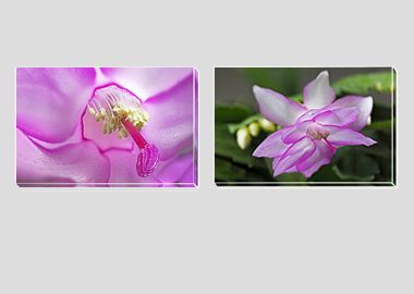 Both canvas prints - (Christmas Cactus 2) - 8"x12" each