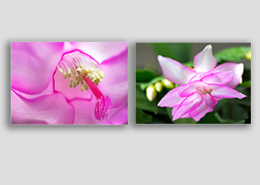 Both canvas prints - (Christmas Cactus 2) - 8"x12" each