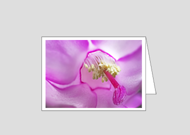 Fine art greeting card - (Christmas Cactus 2 HBV) – 4.5″x6.25″