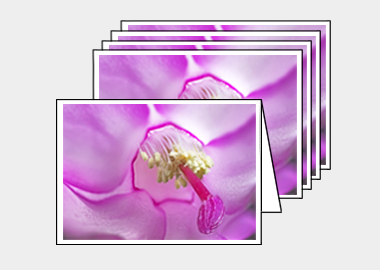 Package of 5 greeting cards - (Christmas Cactus 2 HBV) – 4.5″x6.25″