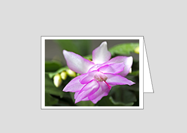 Fine art greeting card - (Christmas Cactus 2 HV) – 4.5″x6.25″