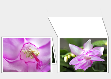 Fine art greeting card - (Christmas Cactus 2) – 4.5″x6.25″