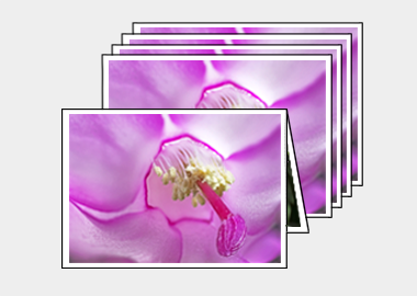 Package of 5 greeting cards - (Christmas Cactus 2) – 4.5″x6.25″