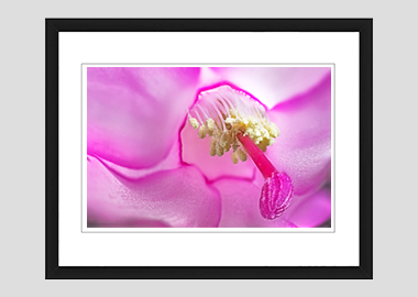 framed print - (Christmas Cactus 2 HBV) - 8"x10"