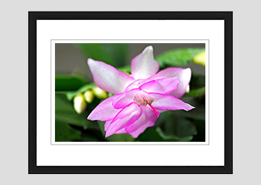 framed print - (Christmas Cactus 2 HV) - 8"x10"