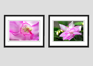 Both framed prints - (Christmas Cactus 2) - 8"x10" each