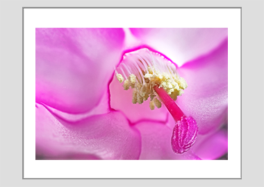 matted print - (Christmas Cactus 2 HBV) - 11"x14"