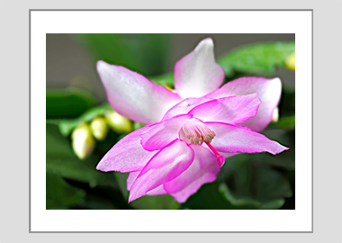 matted print - (Christmas Cactus 2 HV) - 11"x14"