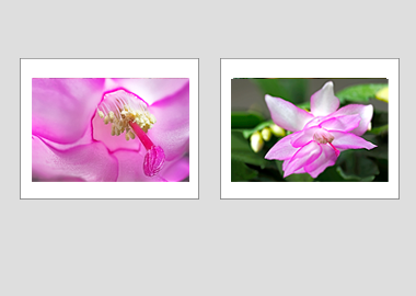Both matted prints - (Christmas Cactus 2) - 11"x14" each