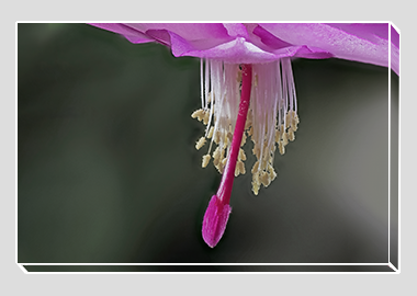 canvas print - (Christmas Cactus 3 HBV) - 8"x12"