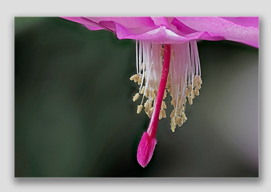 canvas print - (Christmas Cactus 3 HBV) - 12"x18"